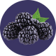 Clear Protein Water: Blackberry Vanilla (16 Oz. | 12 Pack)