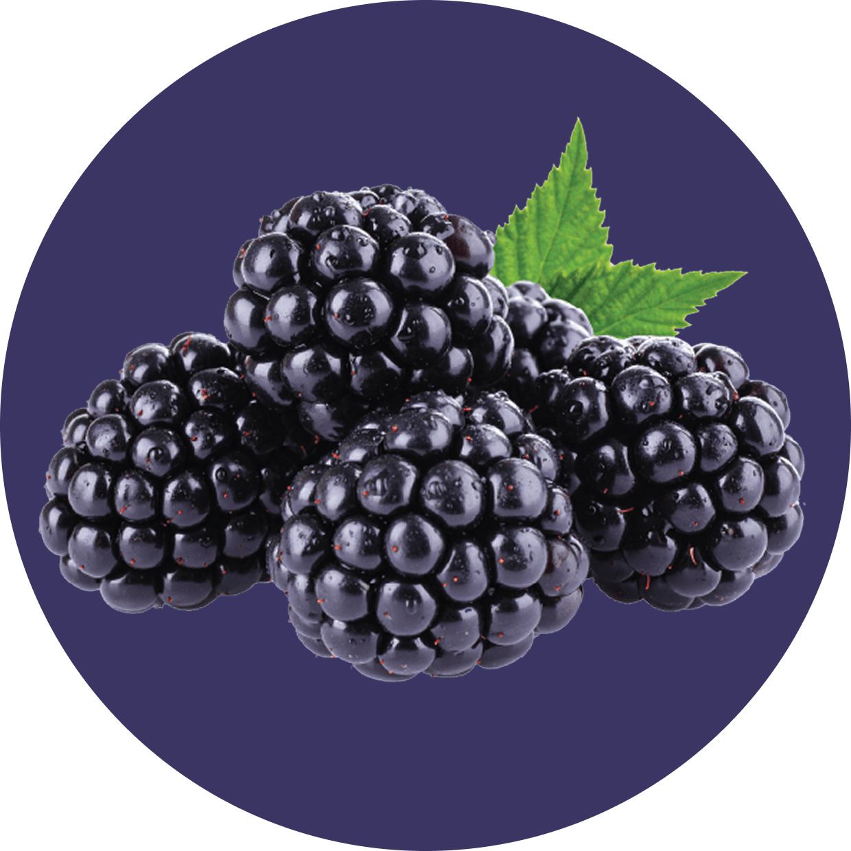 Clear Protein Water: Blackberry Vanilla (12 Pack)