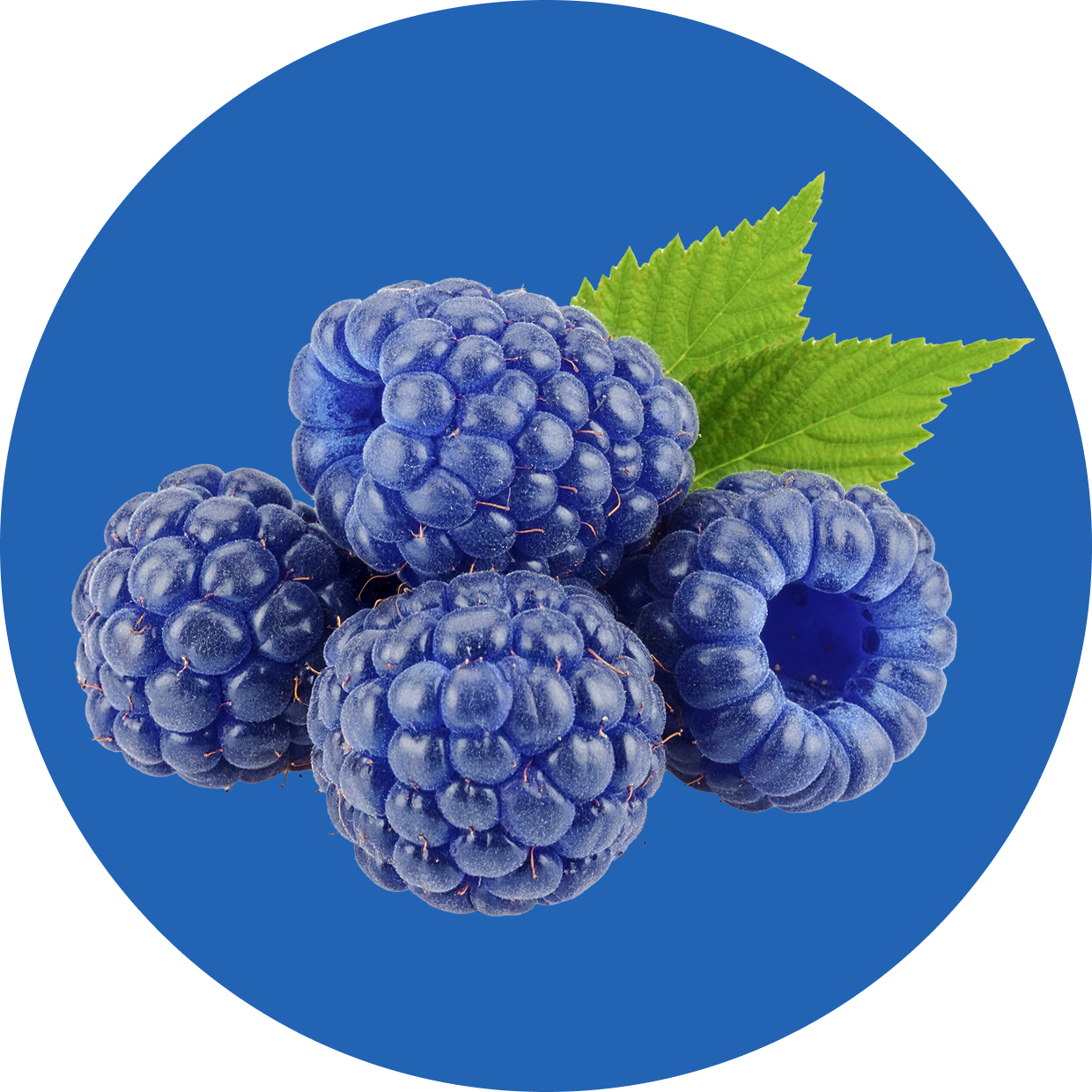 Clear Protein Water: Blue Razz (12 Pack)